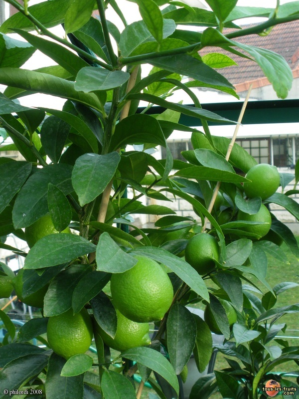 Persian lime  / Shiraz Limoo 